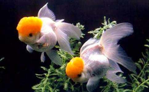 �P(gu��n)�ڽ��~(y��)ͯԒ���ģ����x24ƪ��