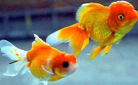 金魚爸爸作文(通用20篇)