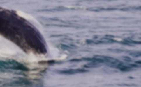 《鯨魚》優(yōu)秀教案