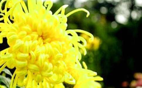 菊花借物抒情作文范文