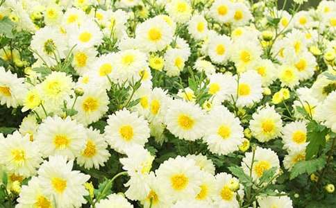 �������ģ��ջ�