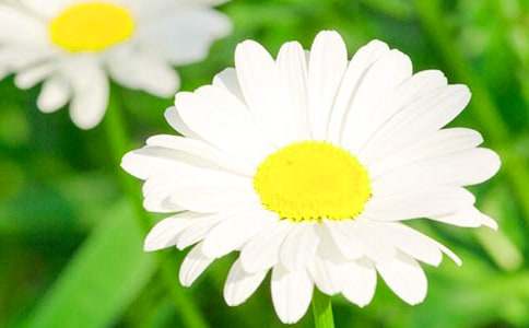 借菊花抒情作文