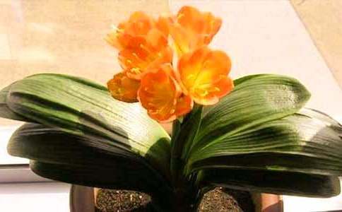 爺爺?shù)哪桥杈犹m作文