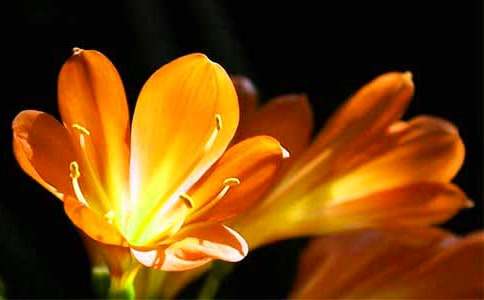 那盆君子蘭作文