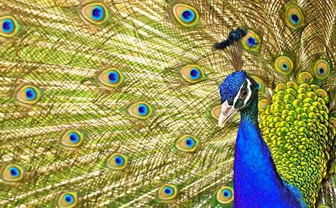 ��������ƽ��ȸ����