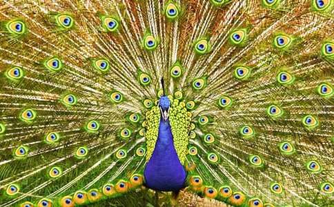 �P�ڡ���ȸ�|���w���~�Z�Ž��x