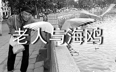 《老人與海鷗》教學(xué)設(shè)計