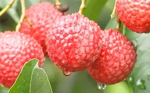 �Ґ۹��l(xi��ng)����֦����ͨ��3ƪ