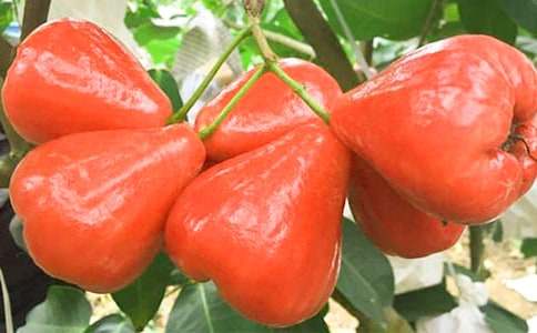 �����ɏ�F����x��