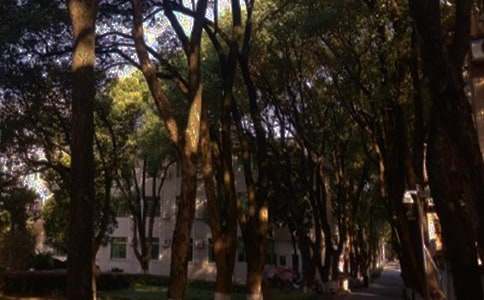 走在林蔭道上的散文