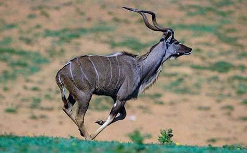 羚羊木雕改寫(xiě)(通用5篇)