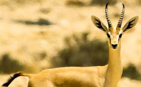 長春版《藏羚羊跪拜》的優(yōu)秀教案