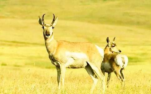 《羚羊木雕》詳細(xì)教案