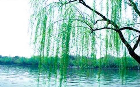 春天形容柳樹的詞語