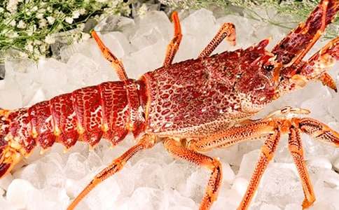 烏龜和大龍蝦作文范文