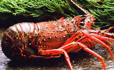 話說龍蝦初二作文