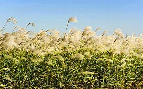 會思考的電子蘆葦作文1000字