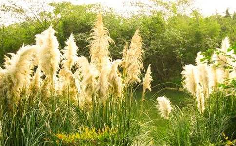 �P(gu��n)���JȔ?sh��)�ӛ�����?/></p>
<p>��������������ף����l(xi��ng)�׷Q��ªȔ�Ӻ�Ȕ�ӣ��W���϶����JȔ��</p><p>�������L�ں����ϵ��JȔ��ªȔ�������JȔ?sh��)ė������r(n��ng)���е�ªȔ���Џ���ĵ�����������ʢ�ķ����������������f���������˂�������¶�^�r���B�����������ªȔ�ӳ����������������������ˮ��ȱʧ�����|(zh��)ؚ񤣬�o�U�����߲�ӯ�������Ӱ�����L���Օ��£���(zh��n)��(zh��n)�����ؐj�̶�����ªȔ���cҰ�����s��һ�ӣ�������ι���������^�������~�rªȔ�����Á�ʳ�����@������o���f�ģ��қ]�н�(j��ng)�v�^�����Ҕ��ԣ��������������˂��Á�����ӵ��ܘ�Ƥ��������Բ�̓��</p><p>�������L�ں�߅���JȔ��Ȕ�ӣ�30��ǰ��������Ŀ���˹��l(xi��ng)���JȔʎ��</p><p>�������l(xi��ng)�|߅��ɽ���ЗlС������ˮ�ćW�W�����Q�����S�ҏă�ͯ����������ӛ������ÿ���������߅�����҂��Ę��@��</p><p>�����Ӄ�߅�L���JȔ���ı���������|�������������������˳��ܵ��JȔʎ���Ǖr�����B(t��i)������ɽ�Gˮ���{���������ɫ������վ��ɽ���ϣ���ҕ�JȔʎ���·�Gɫ�ĺ���һ����΢�L�^̎����ɳɳ���J�~�У�ʎ������ɫ�Ĳ������ǷN��������׌��������</p><p>����ӛ���ں�߅�����^һ�����L�����҂����M��λ��ɽ�������G����ɽ��������Z�Z�����Q��ɽ�������JȔʎ�ڽ�(j��ng)�ܱ��L���ϴ�Y���JȔ�����v�������S�L�uҷ���������������c�����J�~�����ܼ���žž���������·�����gչ�_��һ����������(zh��n)�����^���磬ꖹ���������(j��ng)�^��ˮϴ�Y�^���JȔʎ���@�����εĴ�G����M�����˵�Ԋ��ͮ�����</p><p>�����߽���߅���ɰ��������JȔ����������Ȼ�ľGɫ���ϣ����C���������������o�������l(w��i)ʿ���JȔ֦�~���ڣ�ӳ�ú�ˮ���ꎵ������������ă�(y��u)��������Ԋ��΢�L�^̎�������B�Q��̧�^�������ư��С֪������֪��������С�B������һ���r�G����ë�����JȔ?sh��)��o���ґ����옷�ط·�������������һ�㣻�UȔ��2��3�����~���L�����ף�ͦ���L�������Ǔ]��ˮ�䣬�p���������������˵���Ů��</p><p>�����JȔʎ���м��l(xi��ng)�׷Q��ˮ�۲����߶Ȳ����^30������ˮ�`�`����ժ�������ĝ{ˮ��ζ�����¾d�L�����JȔ�~�����Rɏ�ݣ����҂����繝(ji��)ǰ�����ɵ�������ȱ���ٴ�����������������������ӏ�����������ζ����͸���҂�ͯ���ܰ��ӛ�����҂�߀��Ȕ�o�����ཆ衪����һ�μs10�����L���gͨ͸����ɫȔ�o��һ����ƽ����һ����б�棬��б���в�����С���ڱ���С���������_���p������Ĵָ���С��Ȕ�~���׷Q���^���е�߀�ڗU�o���_��С������������ְ���С��������������ǂ�������ཆ�����҂����ɶ�õ�������</p><p>�����JȔʎ�е�С�B��Ҳ�S���Rˮ�ľ��������X��������ꑵ��ϵ��B��Ҫ��Щ��</p><p>����һ�������S�������Ͷ�S�JȔ�е�С�B���]�뵽��ŭ��һֻ��ë�t�����g�����𝍰���ѩ���w�ͱ���ȸ߀С���B����ֻҊ����һ��؛_�������^픲���һ�ߵĵط����ۿ���Ҫ���������һ�æ�Z·���ӣ���С�B�����T���������������ֱ���Ҷ��M���������G�߀���ڸG��ǰ�Ŀ�֦����զ��զզ��զզզզ......�Ĵ��Q�������кÎ׷�����ő�ŭ��չ���xȥ���@С�B��Ƣ��߀�治С������</p><p>��������όW�����eʧ���JȔʎ�Ļ������������ǈ���һ�����^�����ϵİ���ӳ�r��ˮ���ϵ��J������Ƭ���J�����L�Гuҷ���ǻ��ĺ���֪�����ӵ���������ϧ�Ǖr������ϧ���F(xi��n)�ڲ�֪��Ҳ�S�������h������Ҋ�����������׌�������ϧ��</p><p>����߀ӛ�ã�ÿ���10�µ����f���˼ҵ�Ժ���У������ѷeСɽһ�ӵ��JȔ�U���JȔ�U���̰�ɫ���f���˼��_ʼՈ���˾�ϯ��������������Ȕü������ʹ�ú��εĹ��������r(n��ng)���_�ػ�ͥԺ���_ʼ���������������龰�·����_һ�������������˵��_���ǿ��õ�Ȕϯ��ʹ�ý��˷·������һƬ���������������е�Ȕü�ӣ������I��������Ů�������������·�����������˚g����赸�����˳�������������س�����Ϥ������С���������������˼ҵĹ������ǷN�g��Ě�����·��M��Ȕϯ�������HҲ��Ϳ��M���ҵ������������������ɢ�l(f��)��������Ϣ�ĝ���Ȕϯ��������r(n��ng)�ҵ��������������f���˼Ҫ��صľ��¡�</p><p>�����҂��@�������Ҹ���������҂����⿴�������B(t��i)δ������ǰ��ԭ���B(t��i)���҂�Ҳ�ǲ��ҵ���������҂�����ǰ��ʧ������ɽ�Gˮ�����l(xi��ng)���JȔʎ���ǔr�����Εr��������</p><p>�������H��Ŀ�����JȔ�������ݡ����JȔ�аl(f��)�_����������o���е��L�s30��40���������o�v�M���e���γ��˺���һ�ӾW(w��ng)����̤܇ݚ���z�����܄ӓu�JȔ���l(w��i)�I(l��ng)���ěQ�����ȵ����͙Cе�����JȔ?sh��)ļ҈@���JȔʎ�����ҵ�ӛ���Џص���ʧ����</p><p>�����F(xi��n)�ڿ���������˹����o�ε��JȔʎ����һ���e�`��������ĳ�ˮվ�]���𵽶�����������ˮ�͸ɺ����������ʧ����ˮ����ʧ�ӄ������Gɽ׃�d�����������C�����ľ���]�������@���Ǖr���ľ����ԣ���׌�ˇ@ϧ��</p><p>�����F(xi��n)�ڼ��l(xi��ng)���_ʼ��ʩ�Gɽ��ˮ��������Ը���؜������JȔʎ�Ąپ�����Ը��Ʒ�L�eʧ���J�S��Ȕ����</p><p>����Ը���_������Ը���������</p><p>���JȔ?sh��)�ӛ�����ġ����P(gu��n)���£�</p><p><a target=