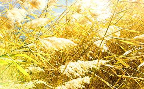 春日蘆葦作文【熱門】