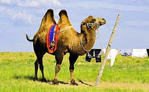 С���С�t�R���ąR��15ƪ