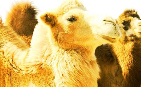 憤怒的駱駝作文