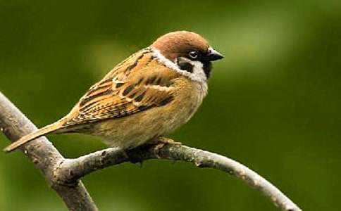 ����ȸ���Č�����