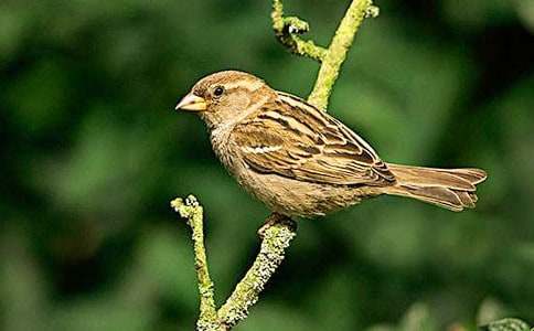 ����ȸ���Č�(13ƪ)