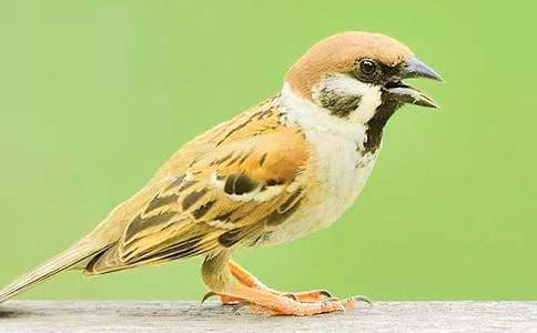 狗和麻雀的童話故事