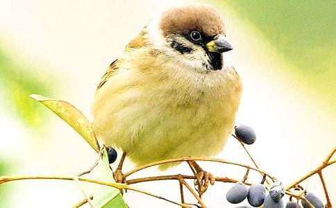 我的麻雀媽媽作文(通用21篇)