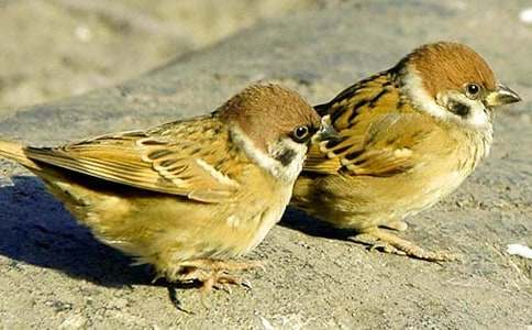 С��ȸ�ļҔ�������