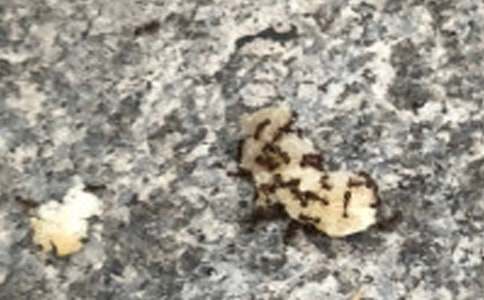 【推薦】螞蟻的童話作文8篇