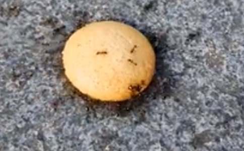 Λρ����ӛ���꼉��������500�֣����x22ƪ��