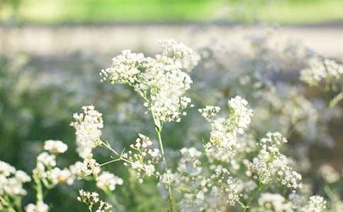 我是滿天星的300字作文