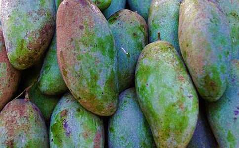 芒果樹優(yōu)秀作文500字