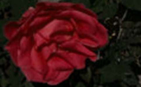 ��ֻ��õ������