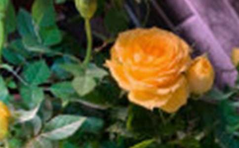 õ������ļ���(5ƪ)