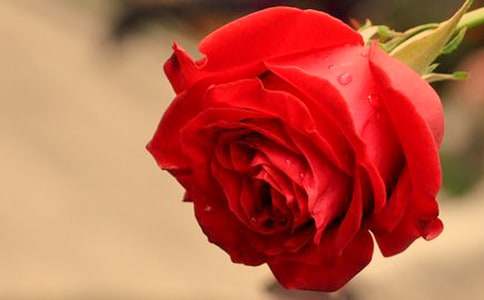 �ɶ�ж���õ�廨����