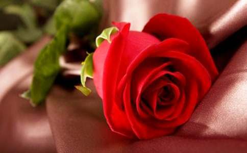 �꼾��õ������