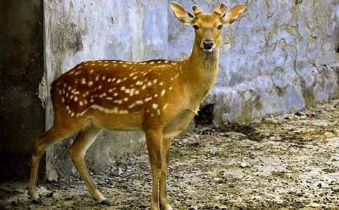 �P(gu��n)��÷��¹�����꼉���ģ����x20ƪ��