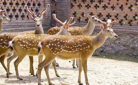 梅花鹿鹿肉的營養(yǎng)價值