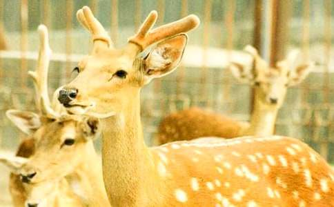 ÷��¹�cС������350��