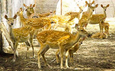 ÷��¹_350��