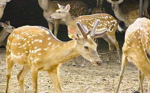 ÷��¹�c��l(f��)Ů������