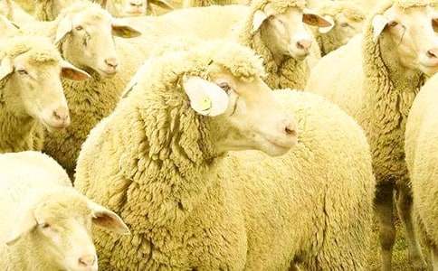 伊索寓言《機(jī)智的小綿羊》