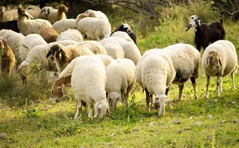 2017��(b��o)�P(gu��n)����Ʒ���a��������Ұ��ȥ�Ǿd����