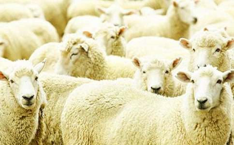 聰明的小綿羊和笨蛋狼群作文