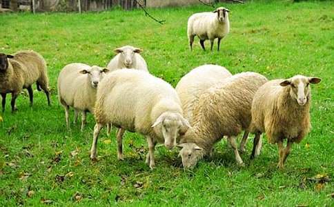 小班美術(shù)綿羊的新衣教案