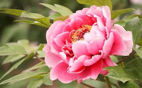 觀察牡丹花作文匯編7篇