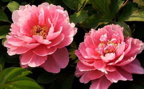 ĬĬ�o(w��)�ĺ�ĵ������