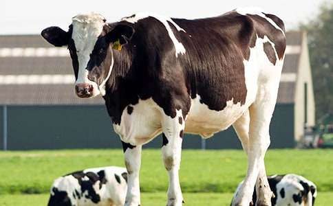 奶牛作文400字8篇